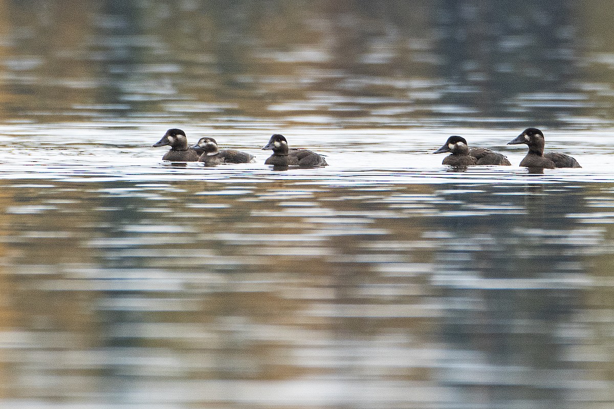 Long-tailed Duck - ML269976561