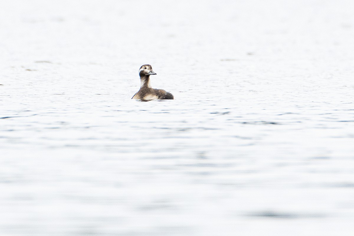 Long-tailed Duck - Gerald Romanchuk