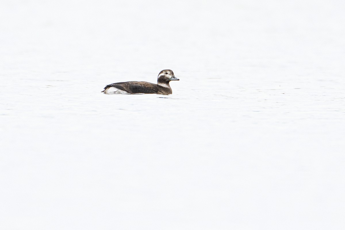 Long-tailed Duck - ML269976611
