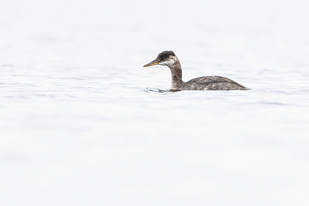 Red-necked Grebe - ML269976641