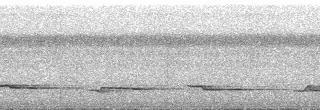 White-necked Thrush - ML269987