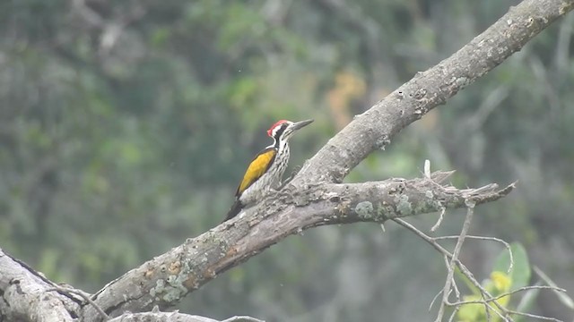 White-naped Woodpecker - ML269987001