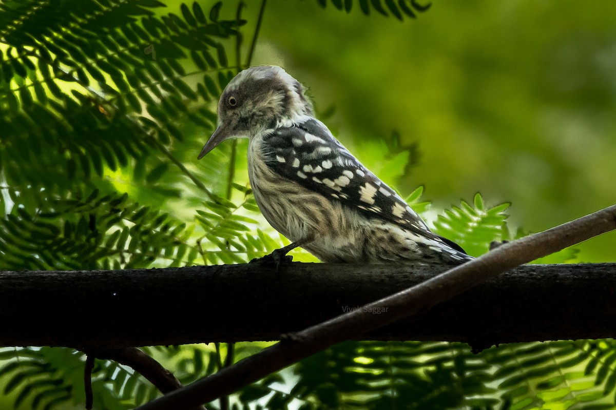 Brown-capped Pygmy Woodpecker - ML269988031