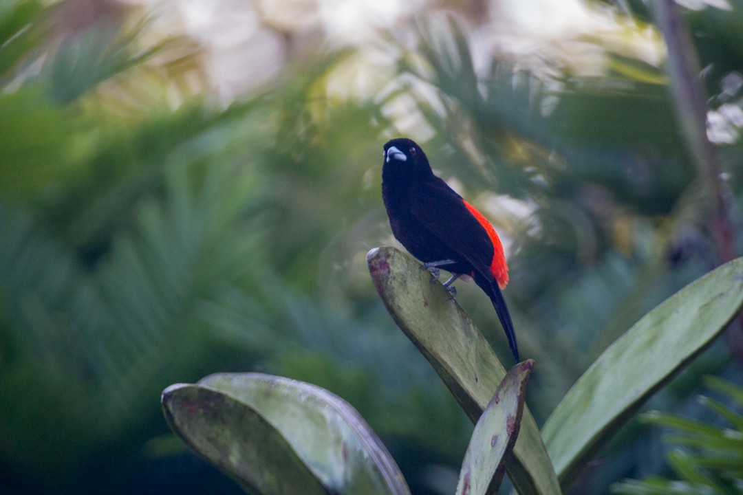 Scarlet-rumped Tanager - ML269989931