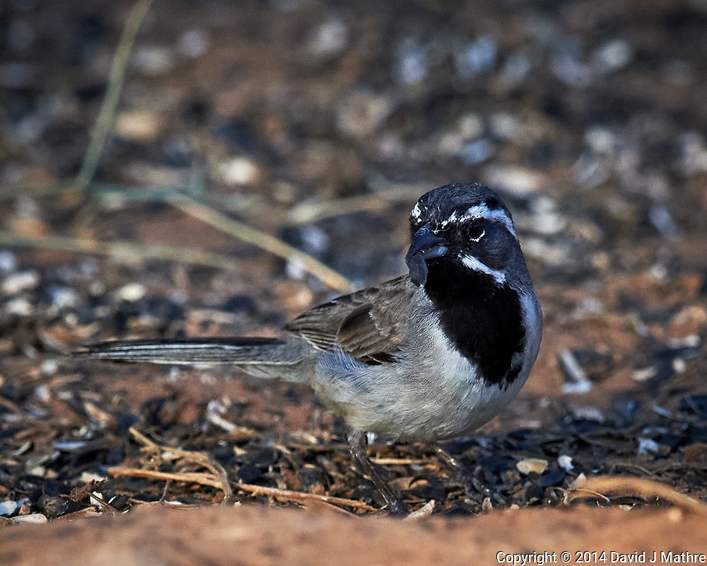 Black-throated Sparrow - ML269990261