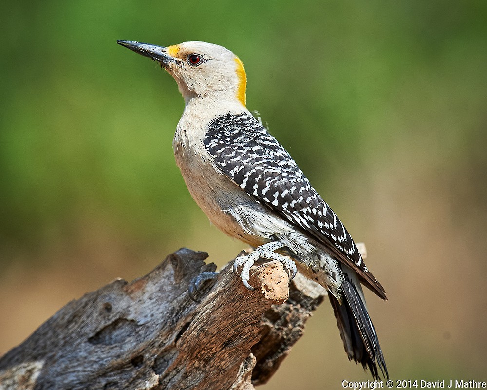 Golden-fronted Woodpecker - David Mathre