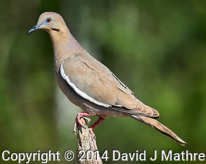 White-winged Dove - ML269991401