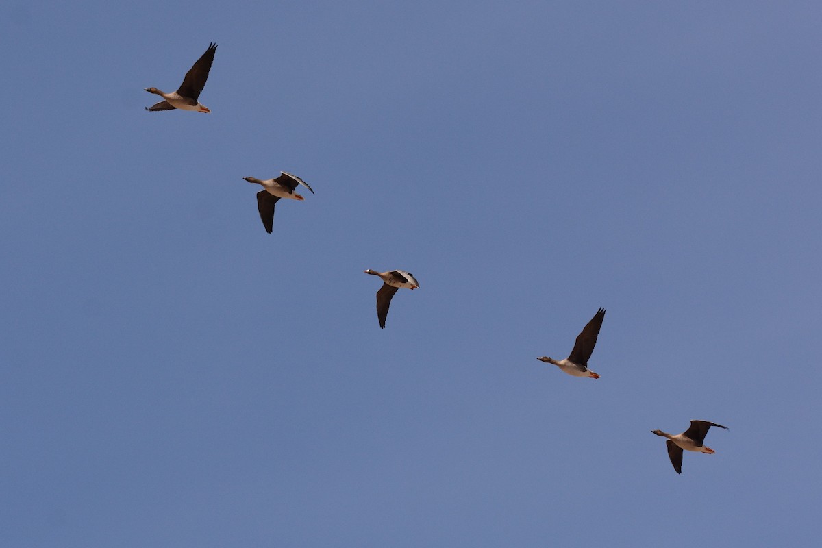 Greater White-fronted Goose - ML26999151