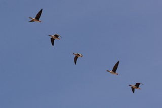 Greater White-fronted Goose, ML26999151