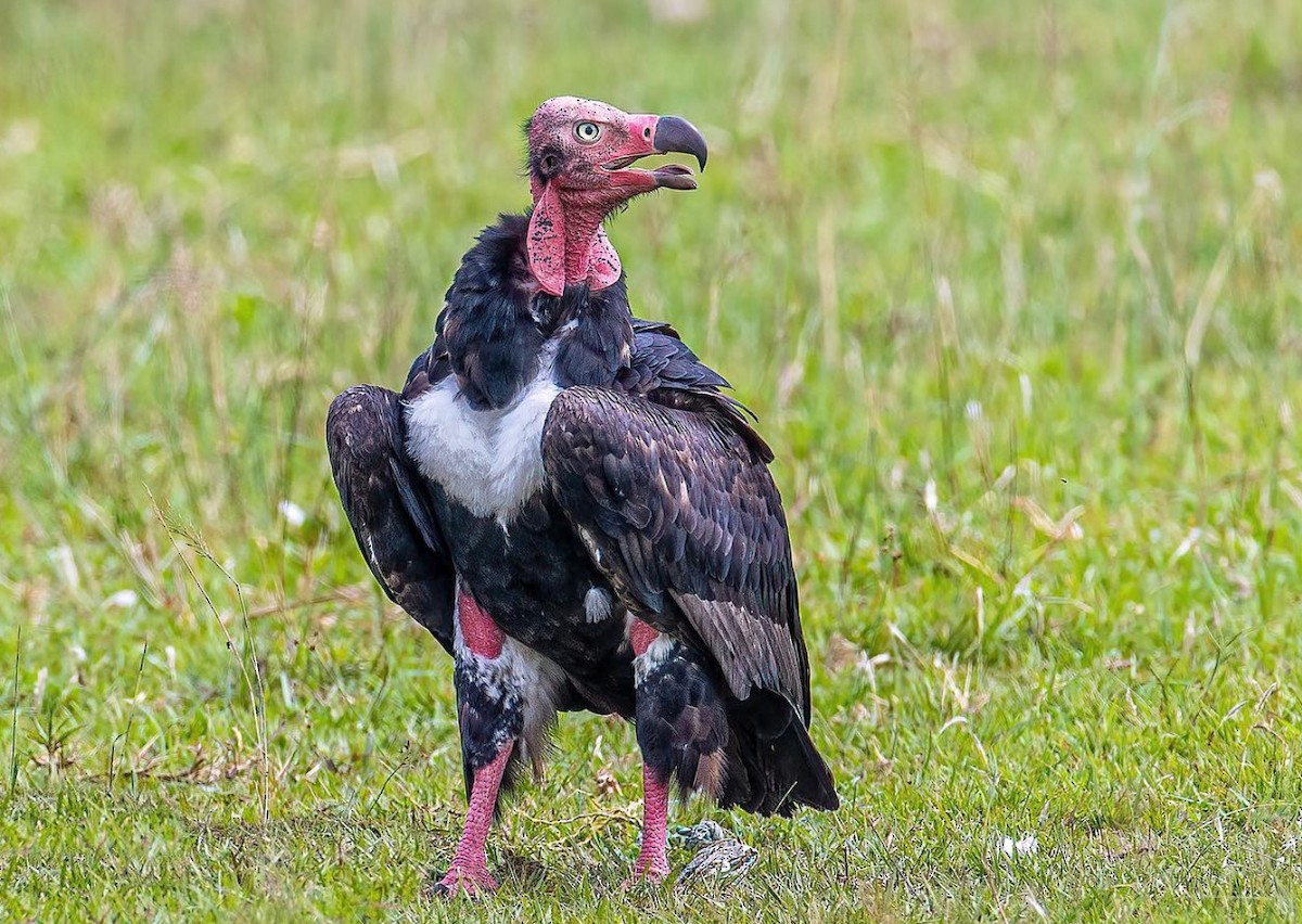 Red-headed Vulture - ML269995091