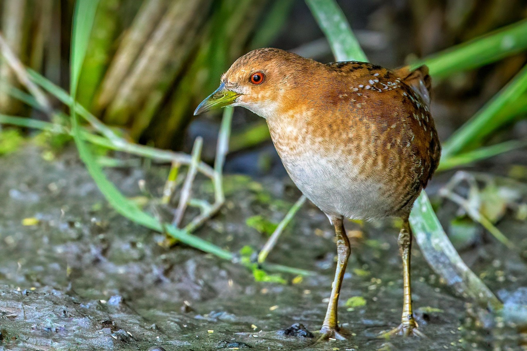 Baillon's Crake (Eastern) - eBird
