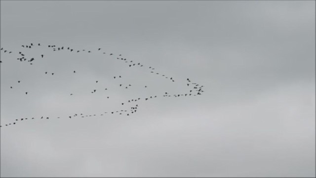 ibis slámokrký - ML269996351