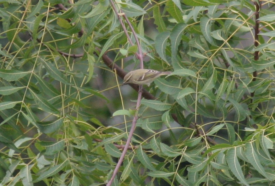 Hume's Warbler - ML269998871