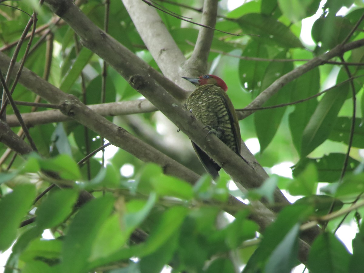 Rufous-winged Woodpecker - ML27000431