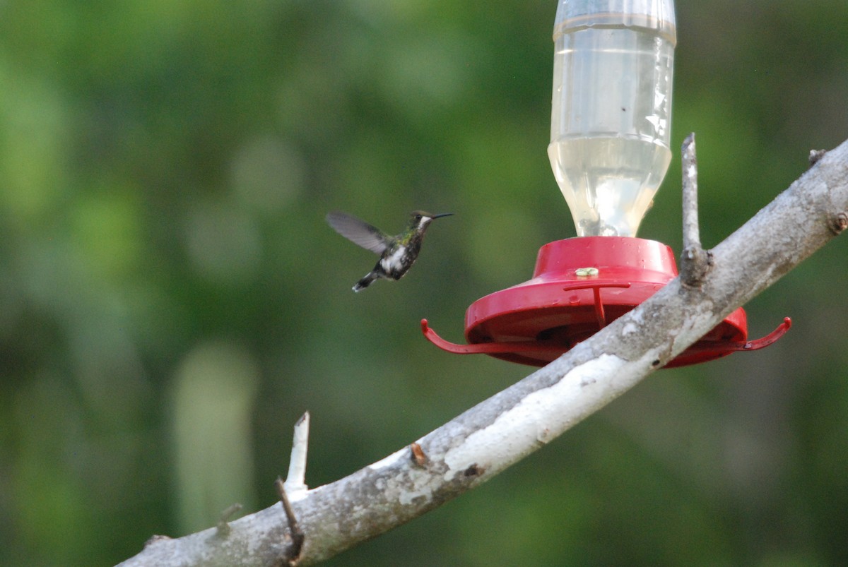 kolibřík ostrochocholatý - ML270007291