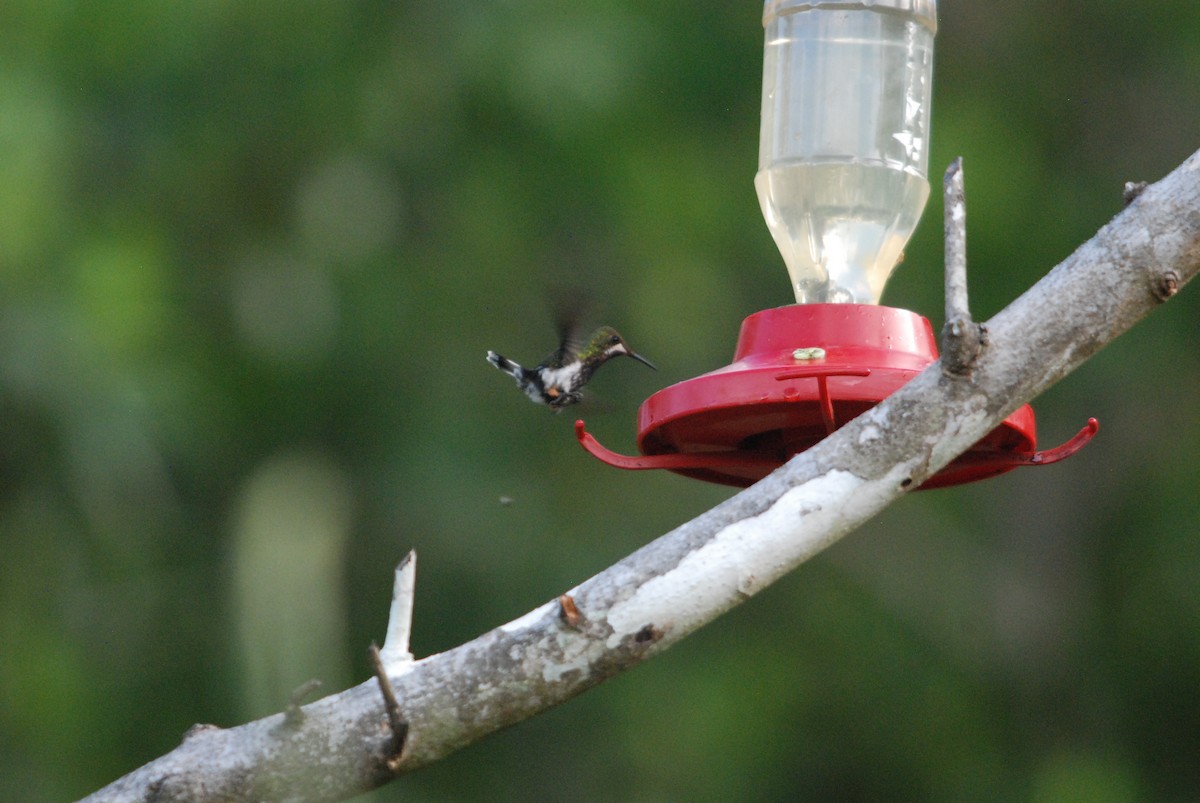 kolibřík ostrochocholatý - ML270007301