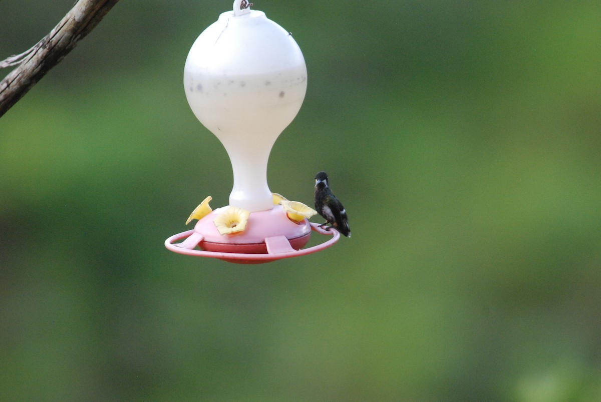 kolibřík ostrochocholatý - ML270007321