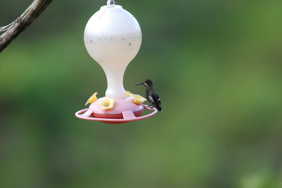 kolibřík ostrochocholatý - ML270007341