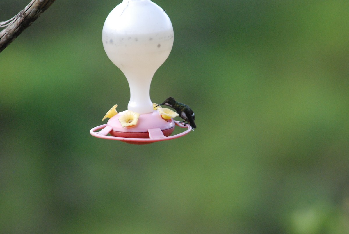 kolibřík ostrochocholatý - ML270007351