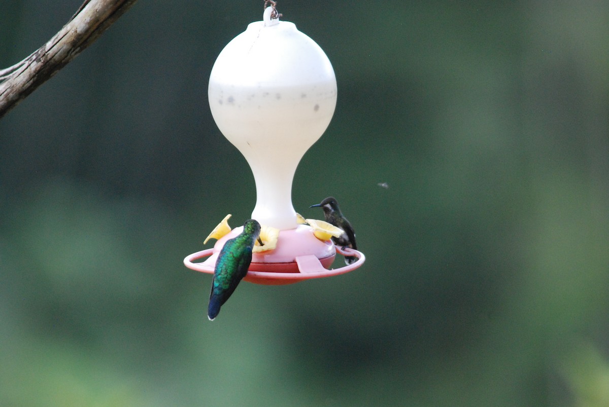 kolibřík ostrochocholatý - ML270007401