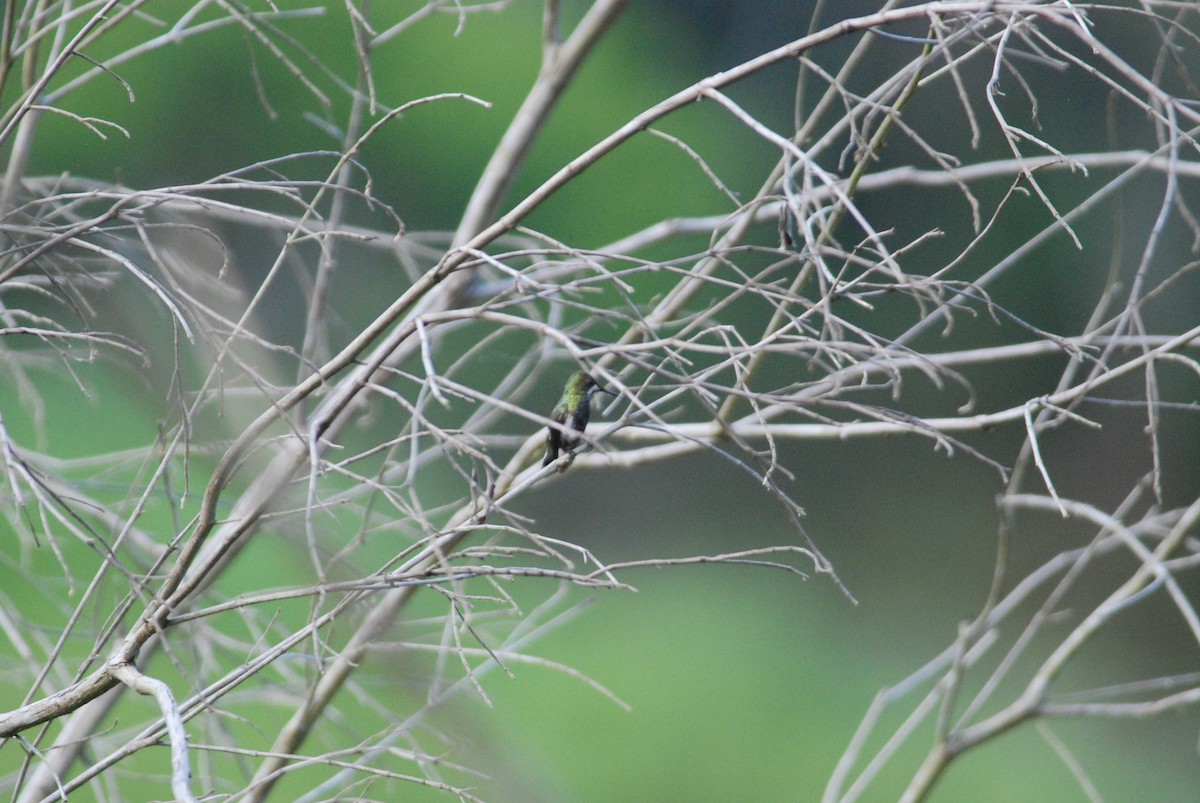 Wire-crested Thorntail - Daniel Lebbin