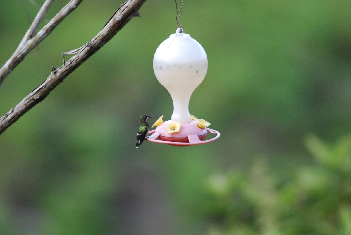 kolibřík ostrochocholatý - ML270007431