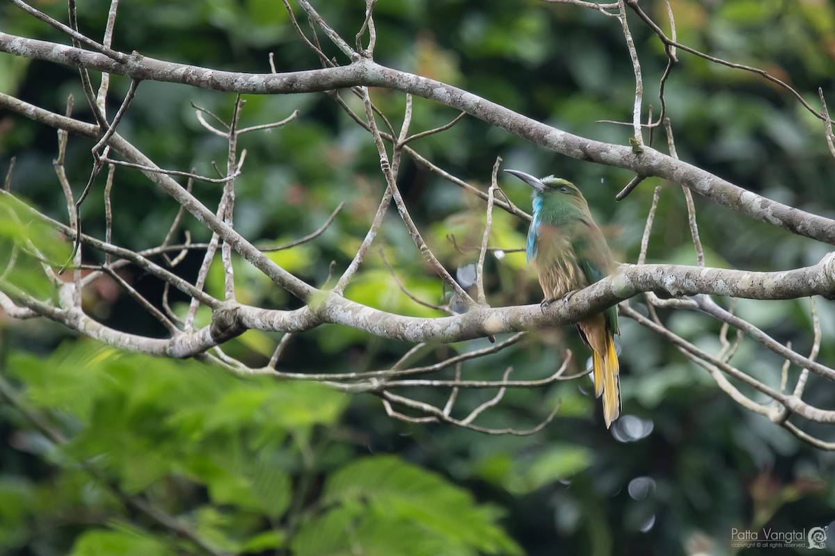 Blue-bearded Bee-eater - Pattaraporn Vangtal