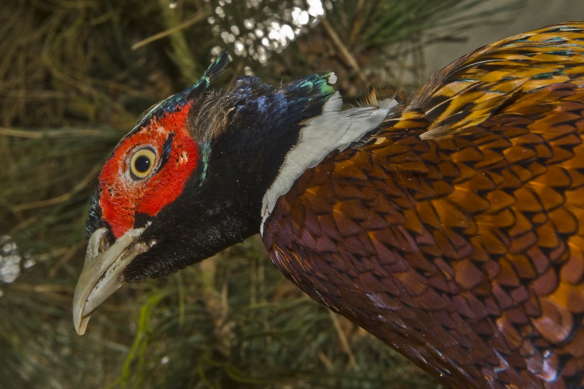 Ring-necked Pheasant - Ken Langelier