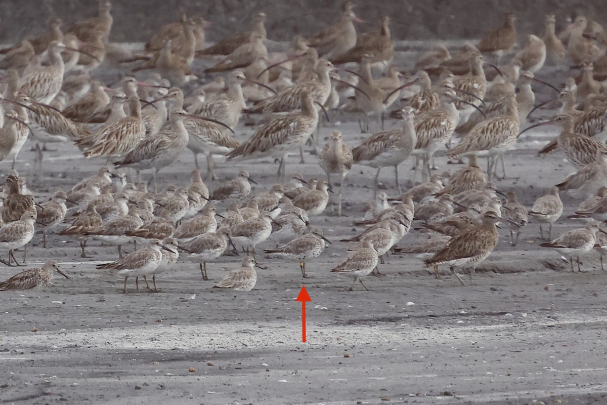 Great Knot - ML270014041