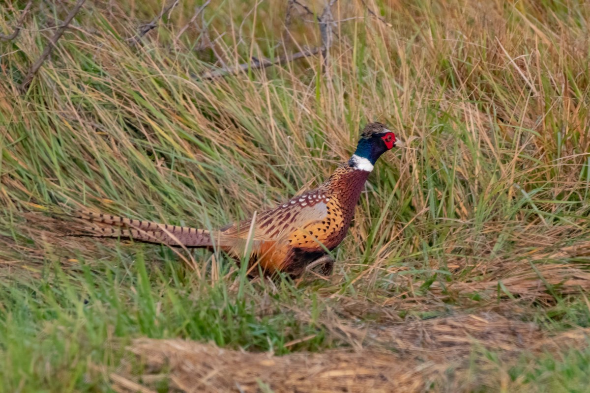 Ring-necked Pheasant - Ron Riley