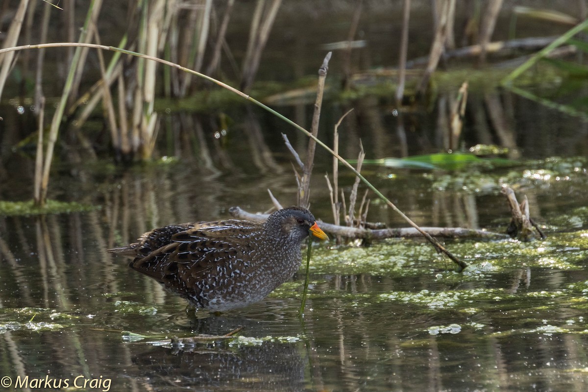 Spotted Crake - ML27002371