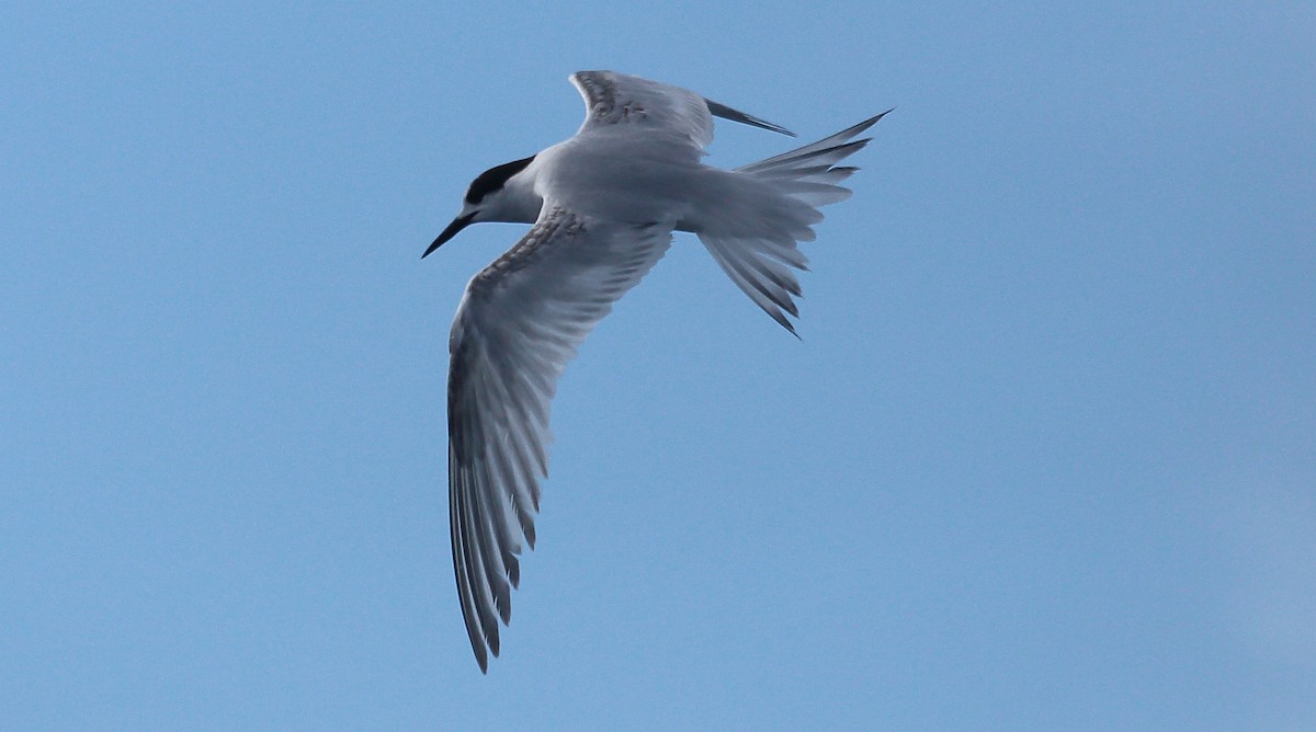White-fronted Tern - ML270024511
