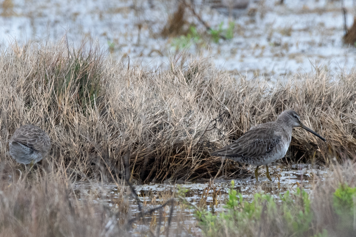 Long-billed Dowitcher - ML270025341