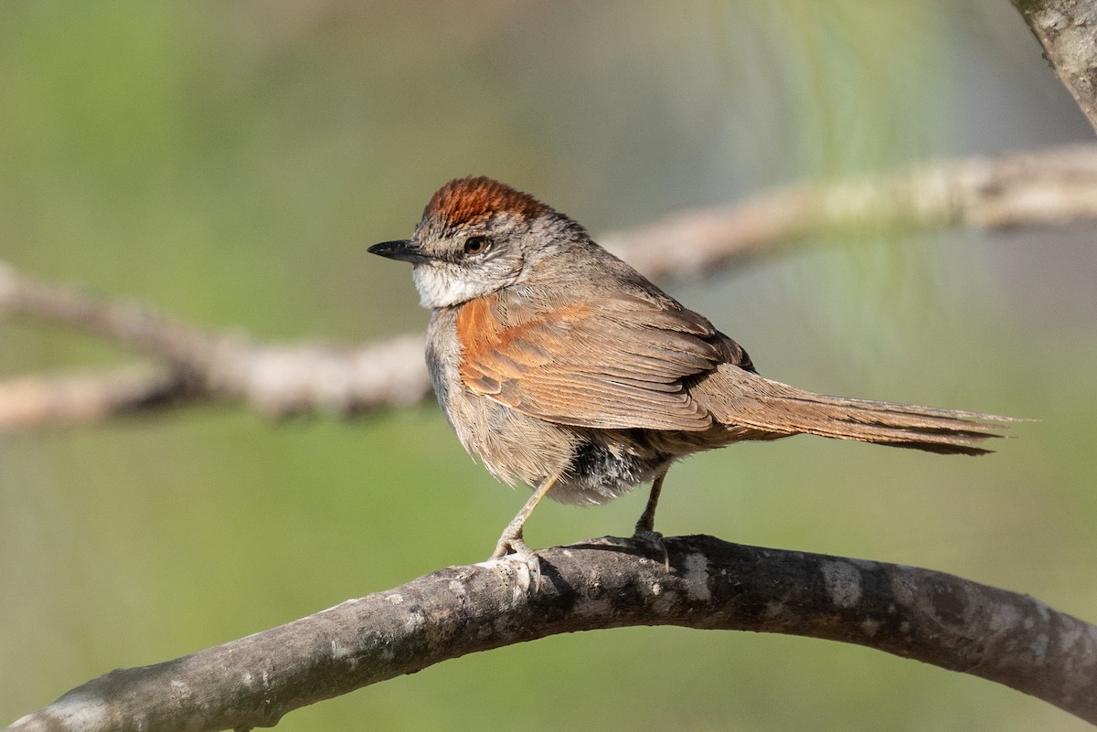 Pale-breasted Spinetail - ML270030461