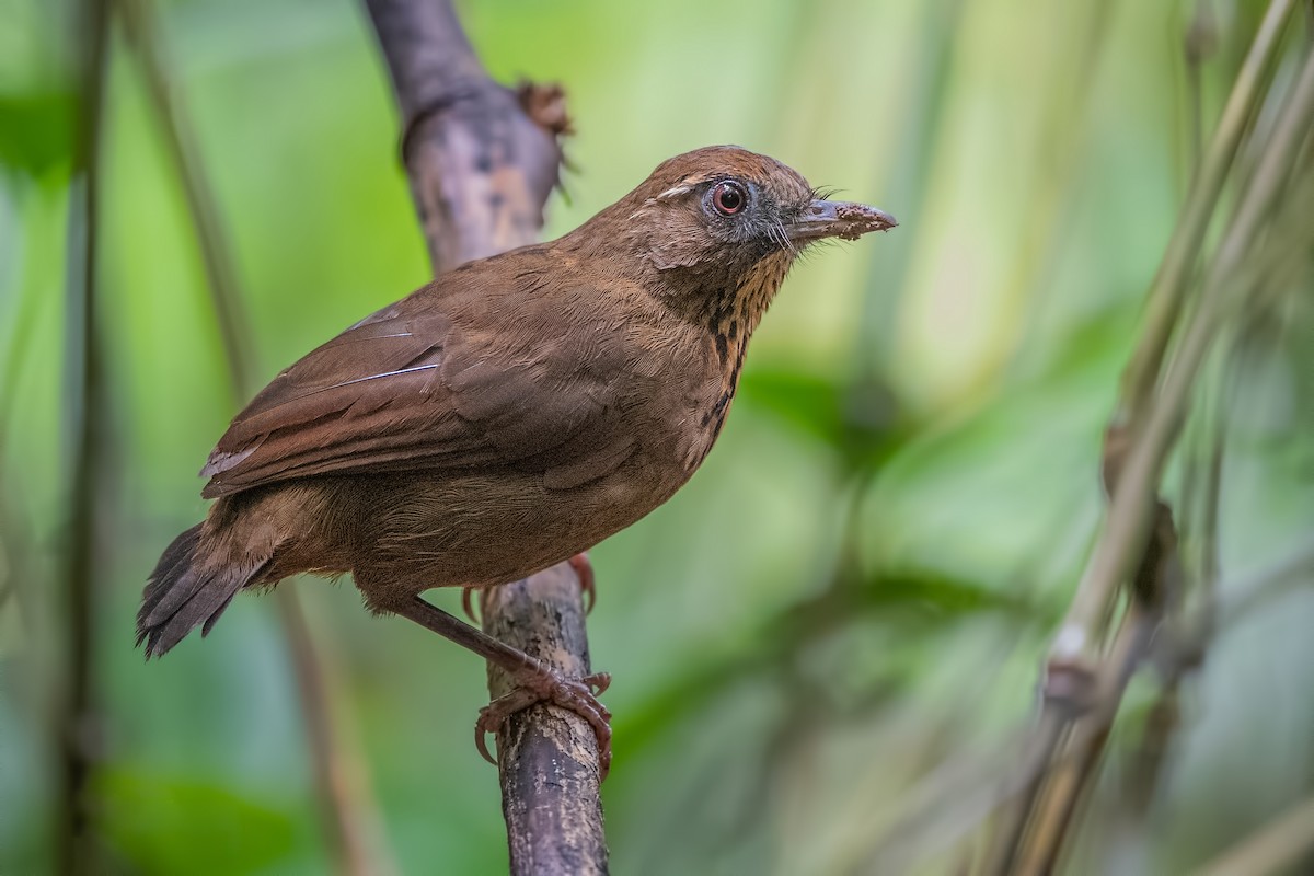 Spot-breasted Laughingthrush - ML270031591