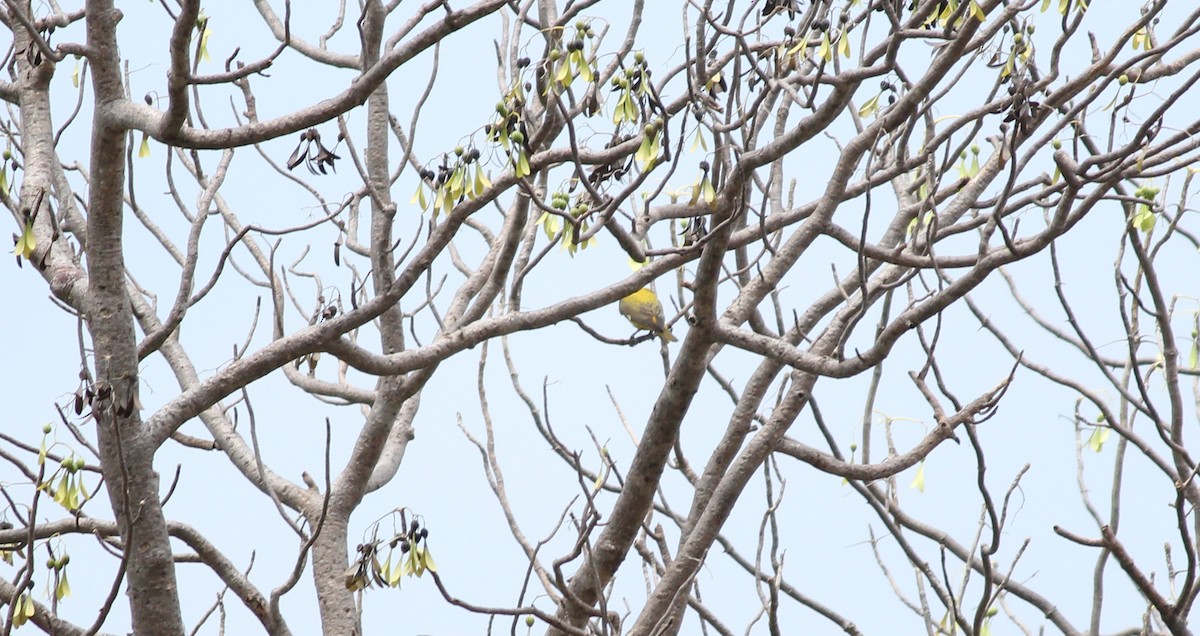 Indian Golden Oriole - ML27003221