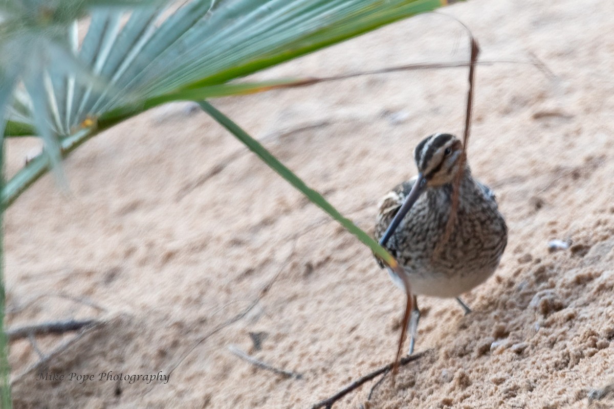Common Snipe - Mike Pope