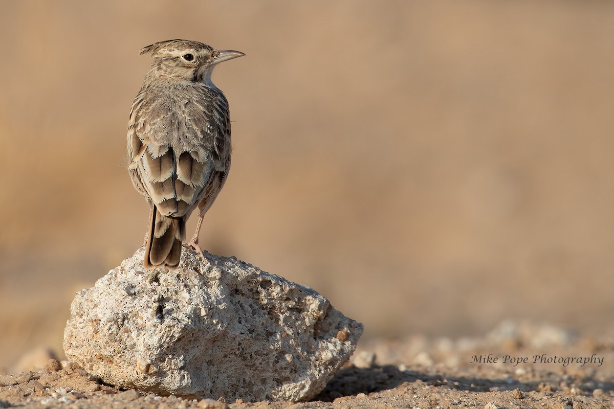 Crested Lark - Mike Pope