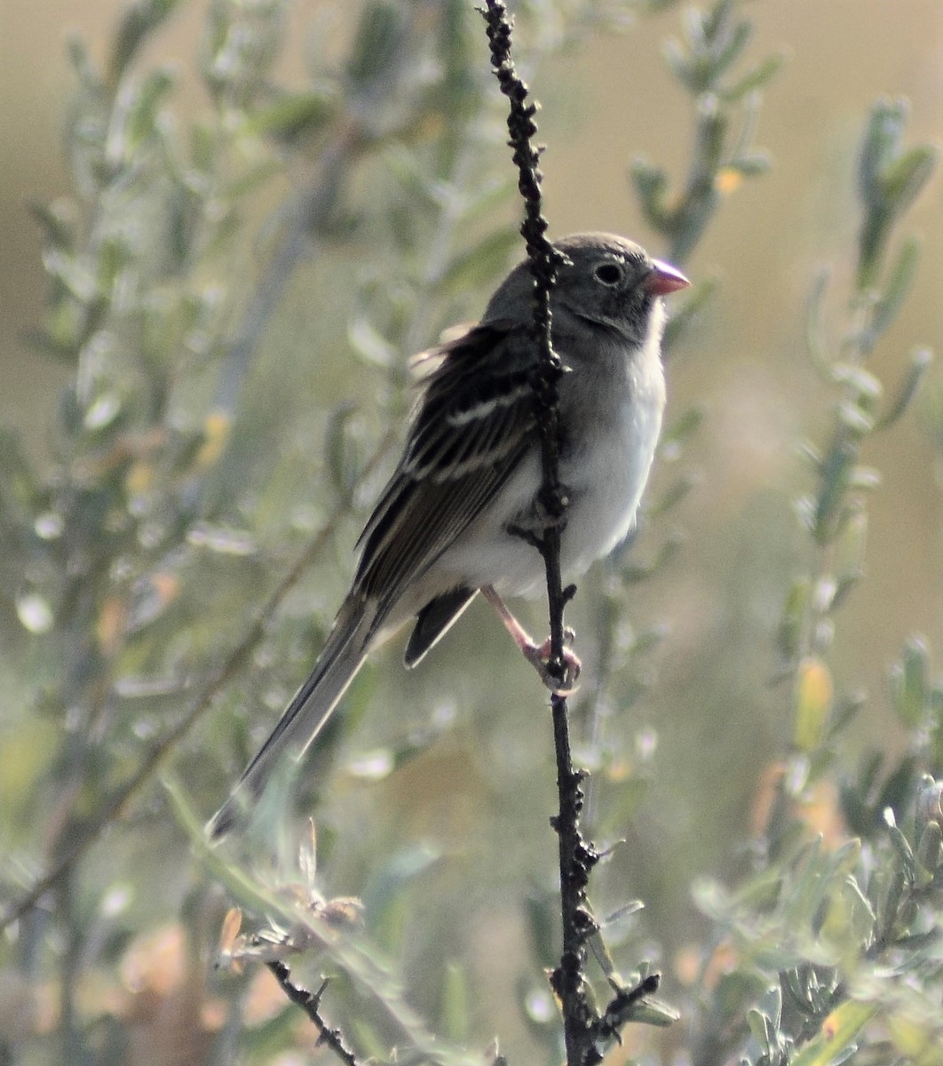 Field Sparrow - ML270041781