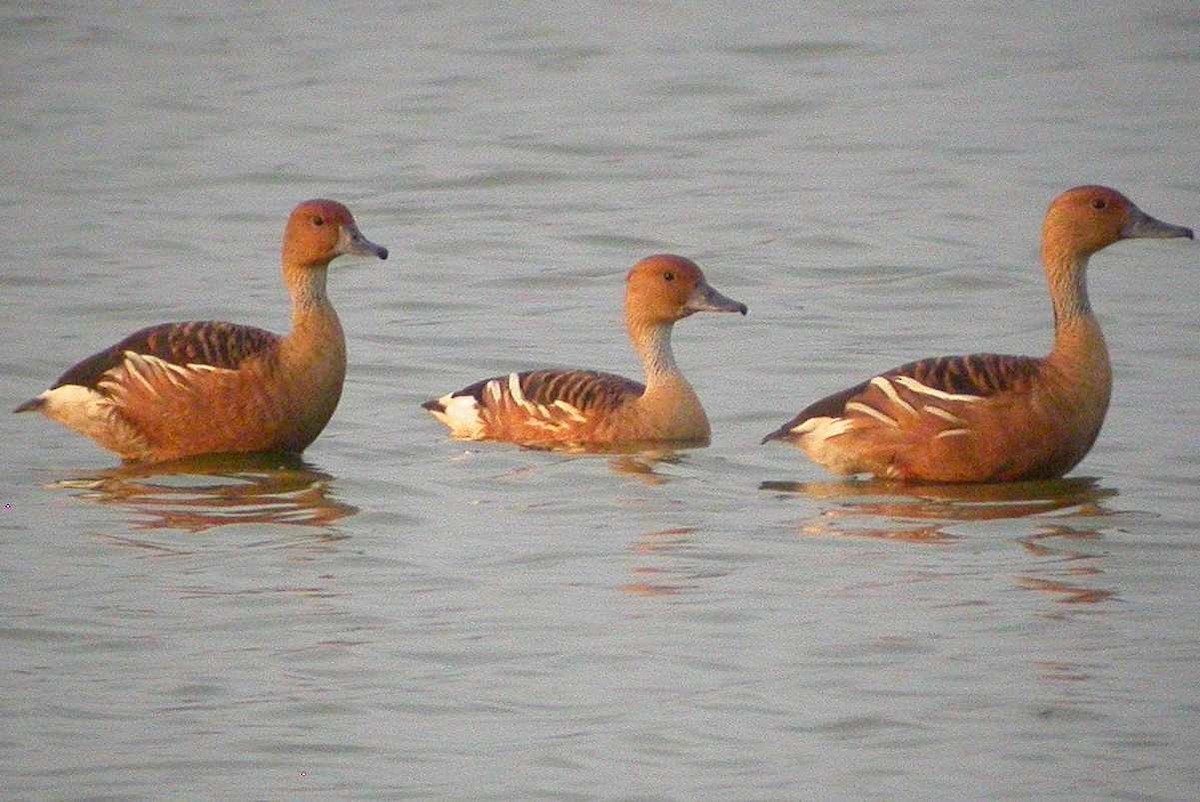 Fulvous Whistling-Duck - ML270042961