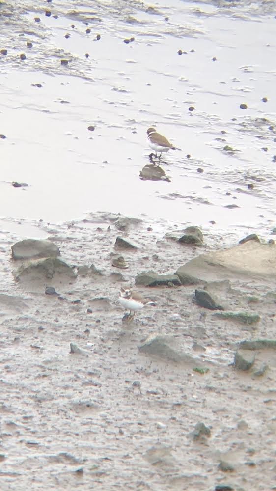Semipalmated Plover - ML270053211
