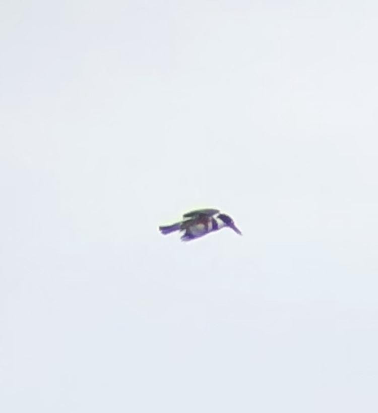 Belted Kingfisher - ML270053261