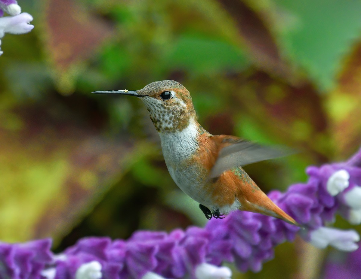 Rufous Hummingbird - Bob Reiter
