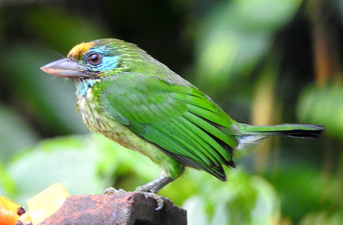 Yellow-fronted Barbet - ML270058471