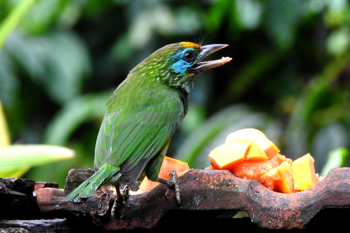 Yellow-fronted Barbet - ML270058501