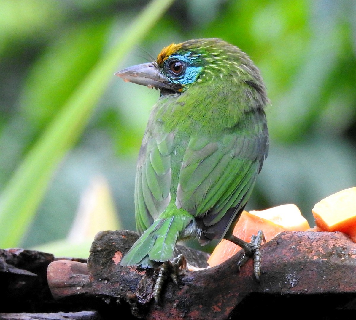 Yellow-fronted Barbet - ML270058521