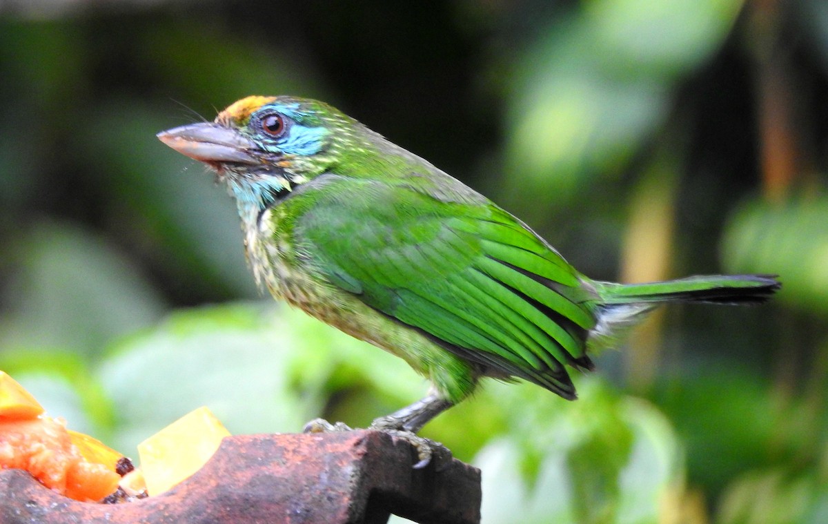 Yellow-fronted Barbet - ML270058691