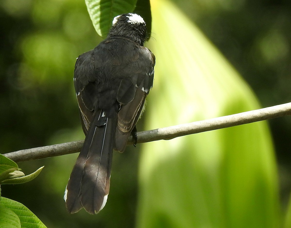 White-browed Fantail - ML270058861