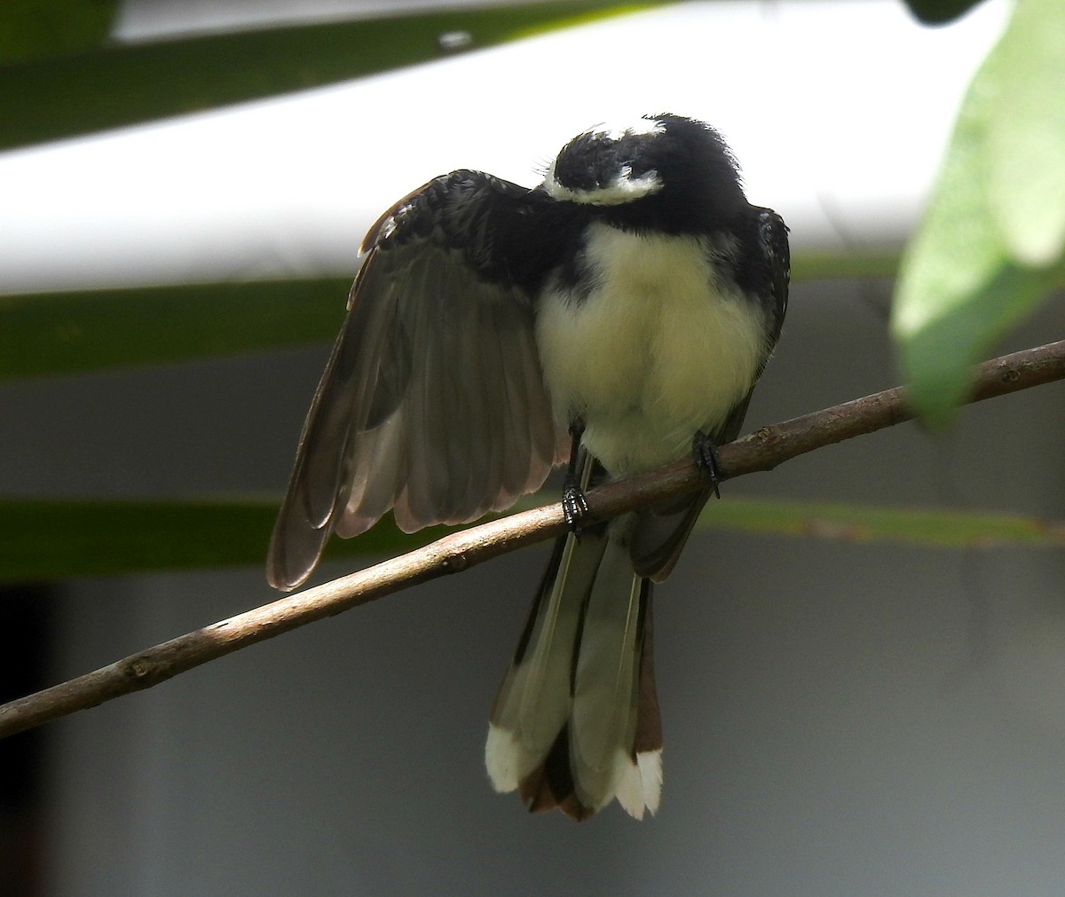 White-browed Fantail - ML270058891