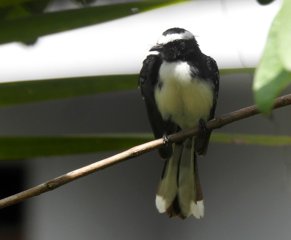 White-browed Fantail - ML270058911
